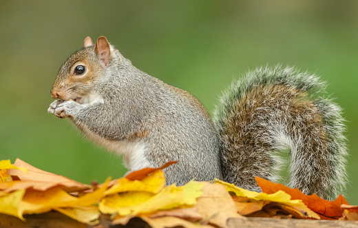 Close up of a Grey Squirrel  eating a nut in Autumn with colourful yellow and orange leaves.  Facing left. Clean background. Scientific name: Sciurus carolinensis.  Space for copy.  Horizontal.