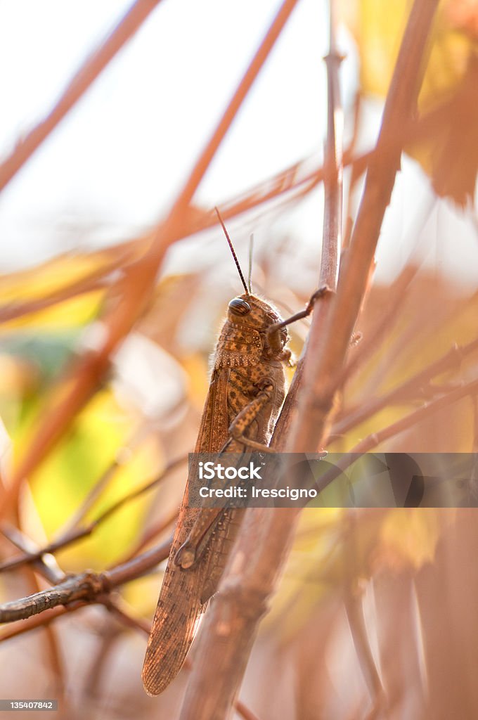 locusta - Foto stock royalty-free di Animale