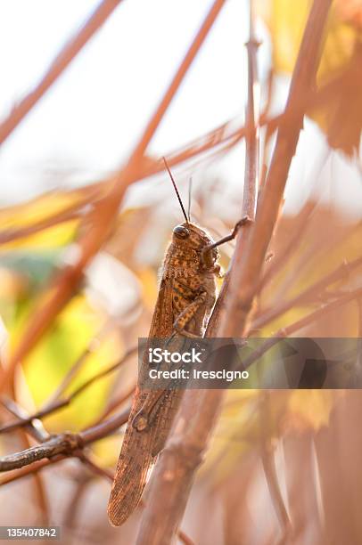 Locusta - Fotografie stock e altre immagini di Animale - Animale, Animale selvatico, Camuffamento