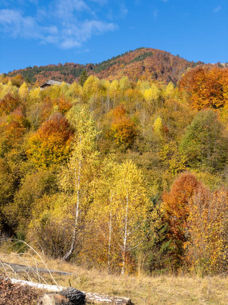 istock Beautiful Autumn Colors 1354078977