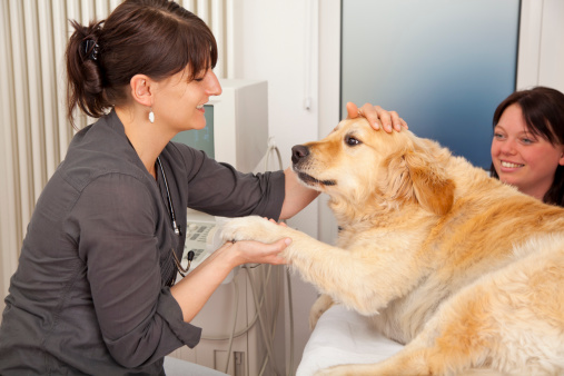 A veterinarian fondling a golden retriever to becalm him for an ultrasonic examination