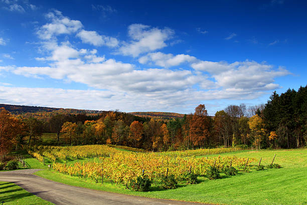 Six miles creek vineyard Colorful fall in Ithaca ithaca stock pictures, royalty-free photos & images
