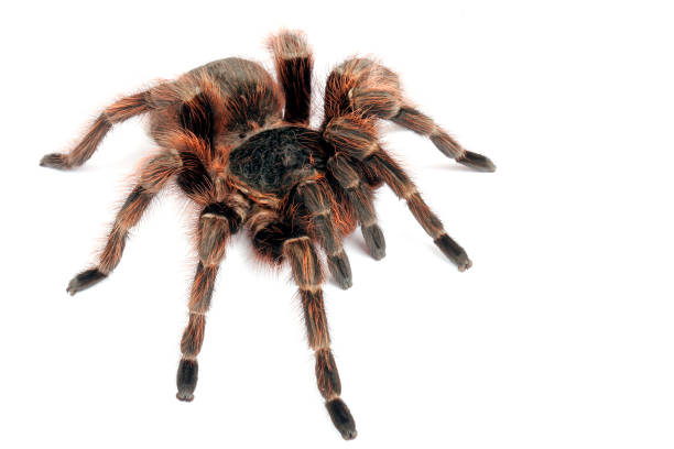 Brazilian Red Tarantula (Nhandu carapoensis).