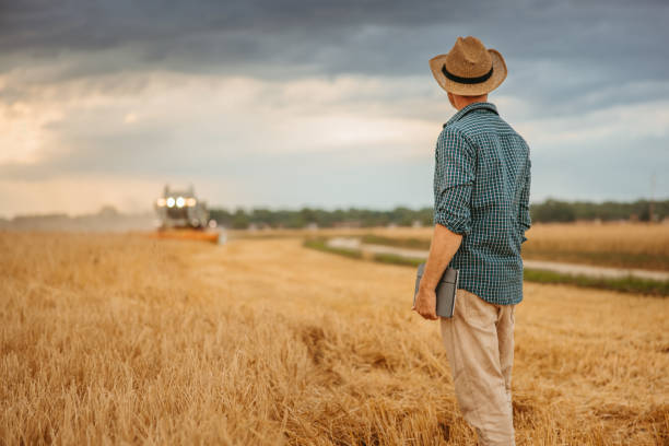 istock Farmer looking at combine harvester on wheat field 1354080372