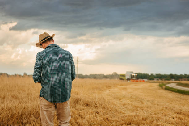 istock Farmer standing in field of wheat 1354080382