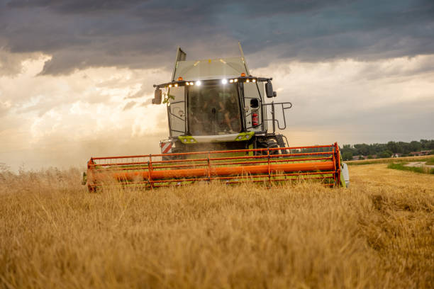 istock Combine harvester working on a wheat field 1354080427
