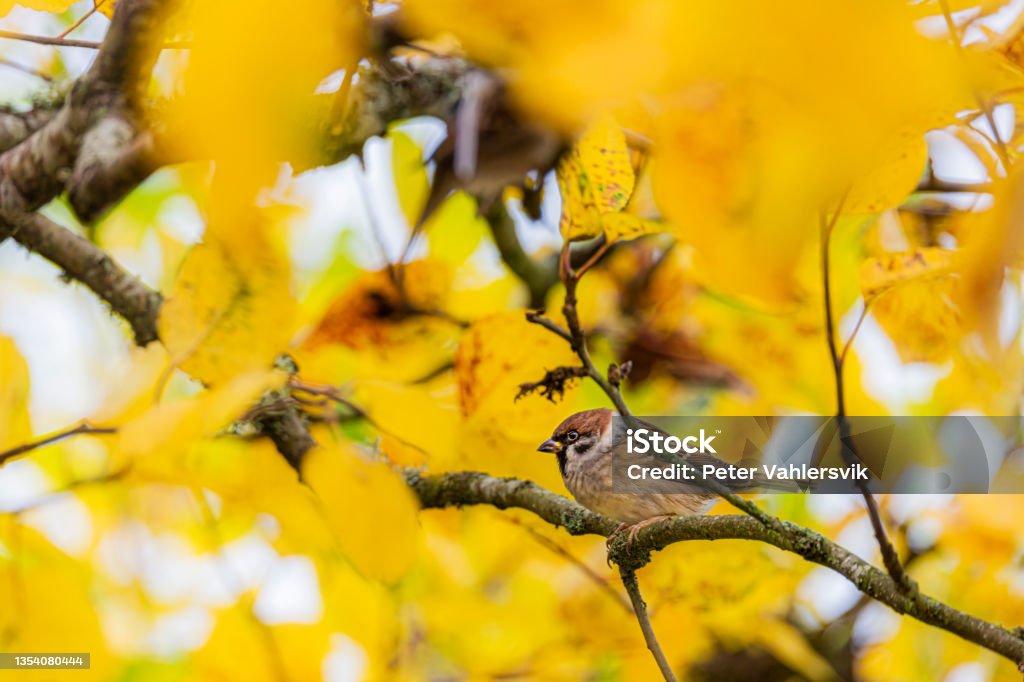 House sparrow - Royalty-free Huismus Stockfoto