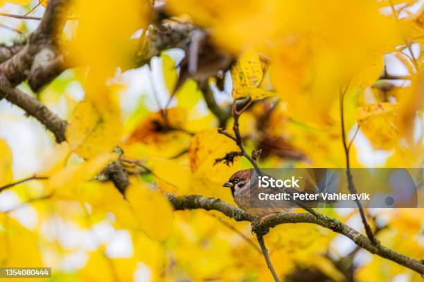 House Sparrow Stockfoto en meer beelden van Huismus - Huismus, Lente, Vogel