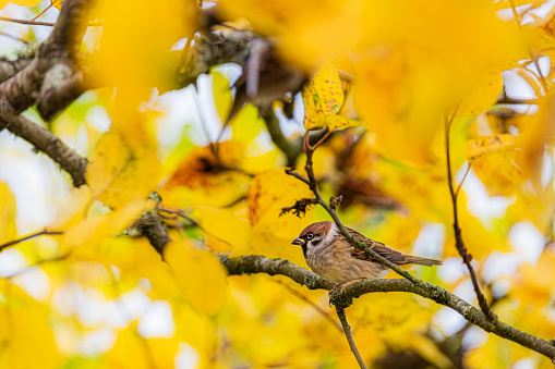 House Sparrow bird in autumn tree