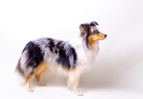 Shetland Sheepdog puppie looking curiously to the side of you, studio shot, white background