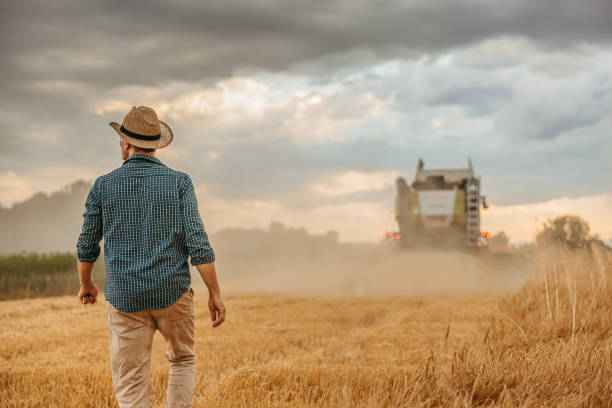 istock Farmer with combine harvester on wheat field 1354080544