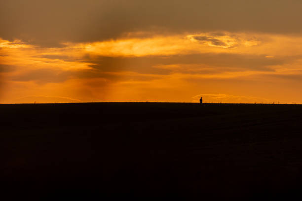 Scenic view of agricultural field against cloudy sky during sunset