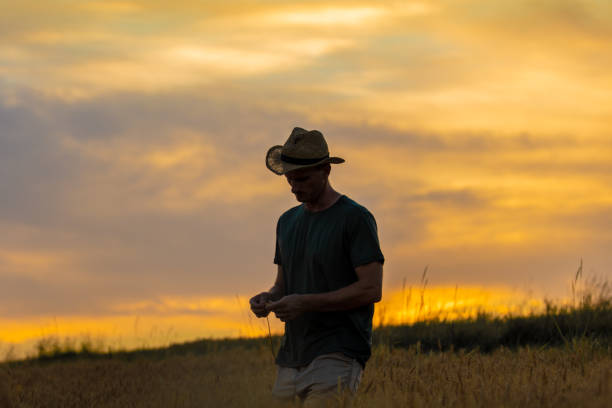 istock Farmer harvesting on wheat field 1354081138