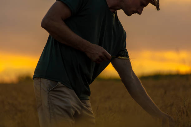 istock Farmer harvesting on wheat field 1354081185