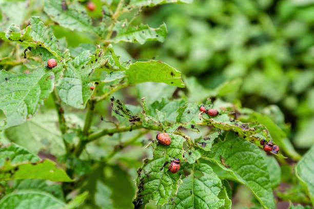 istock Colorado potato beetle larvae on potato leaves 1354081384
