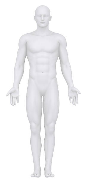 istock Digital front view of a male body 135408164