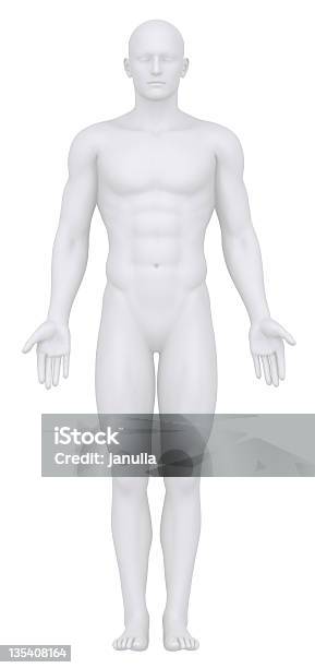 Digital Vista Frontal De Um Corpo Masculino - Fotografias de stock e mais imagens de Adulto - Adulto, Anatomia, Biologia