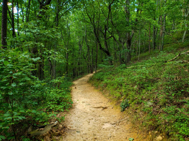 Clear trail winding through heavily wooded area stock photo