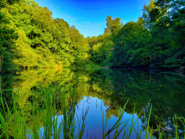 Still pond lined by trees with perfect reflection in the water stock photo
