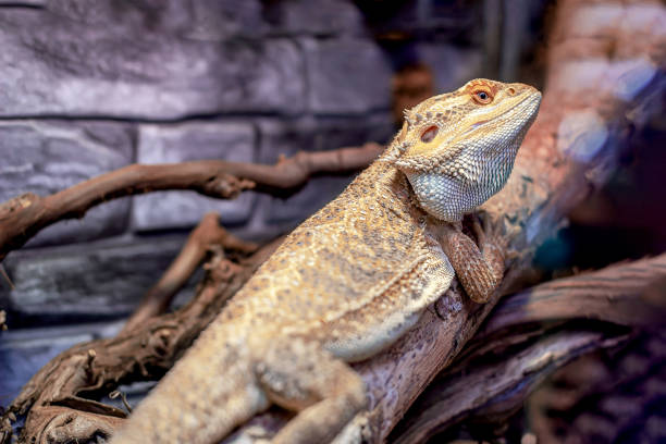 istock Root Bearded Dragon or Agama lizard reptile on the tree branch in terrarium 1354084027