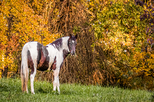 Beautiful Pinto Horse against brilliant autumn colors on the farm in Tennessee