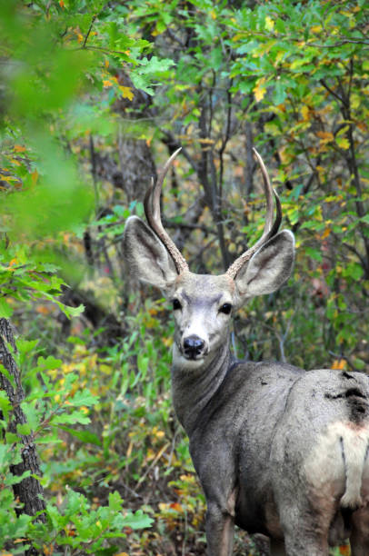 istock Mule deer in an oak forest, Roxborough state park, Colorado, USA 1354085949