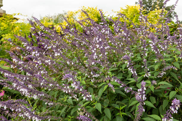 istock Waverly sage salvia flowers 1354088754