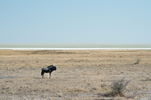 One gnu alone in Etosha National Park during a severe drought. Namibia, Africa
