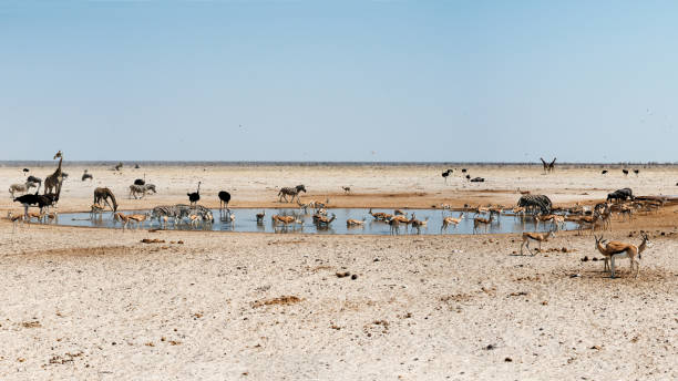 animaux sauvages autour d’un point d’eau lors d’un courant d’air sévère dans le parc national d’etosha. namibie - parc national detosha photos et images de collection