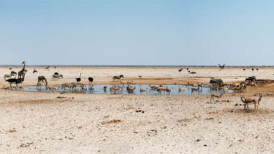 Animals around a waterhole during a severe draught in Etosha National Park. Namibia. Africa