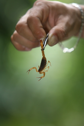 itabuna, bahia, brazil - june 16, 2011: Person holding a scorpion insect finding in a residence in Itabuna city.