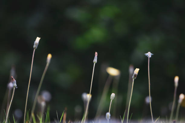 istock Flowers in autumn 1354091934
