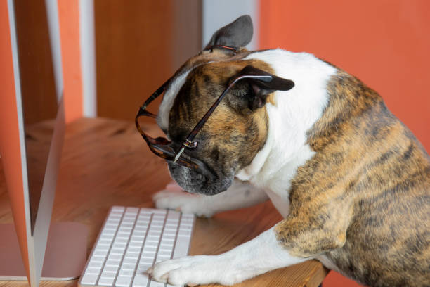 istock Cute Boston terrier with glasses works at the computer like a person 1354096844