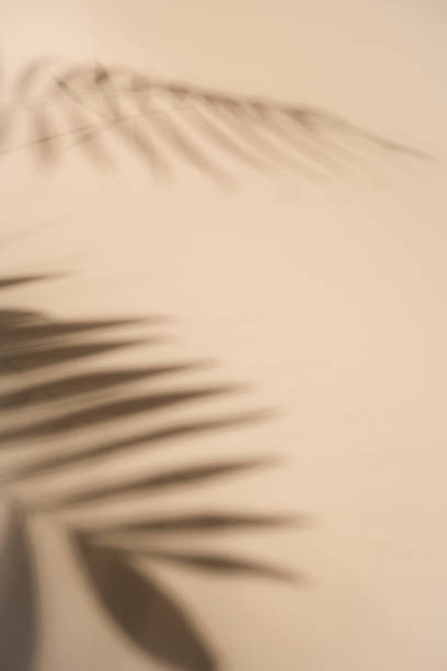 istock Creative copy space layout. Palm leaves shadow on pastel shades background 1354097008