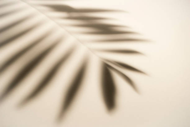 istock Creative copy space layout. Palm leaves shadow on pastel shades background 1354097036