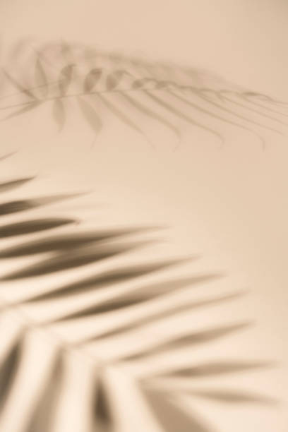 istock Creative copy space layout. Palm leaves shadow on pastel shades background 1354097037