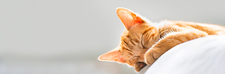 Cute little ginger kitten sleeps on the sofa cushion, copy space, banner size
