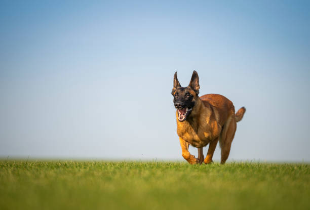 A young female Belgian Shepherd Malinois of a red color is rapidly running along a flat green meadow, opening its mouth