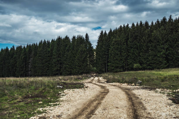 Stone path to the heart of the forest