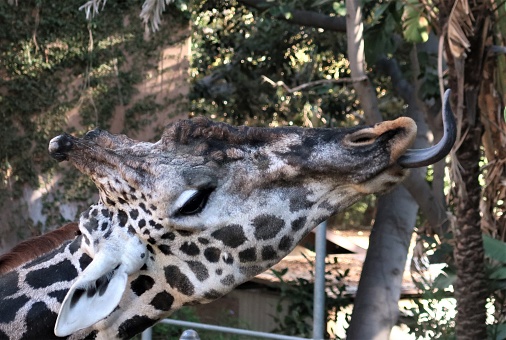 Lovely giraffe at the Los Angeles Zoo with its tougue out pointed at an angle