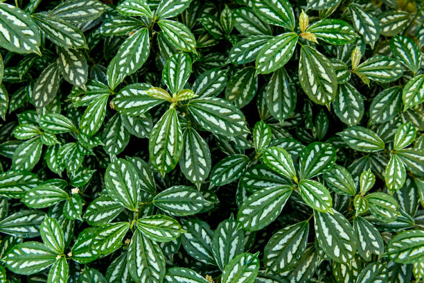Aluminium plant. Pilea cadierei background.