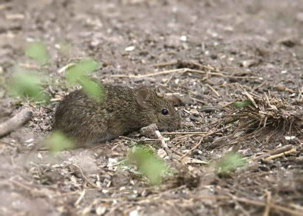 istock Cotton Mouse (peromyscus gossypinus) feeding around some birdfeeders 1354103282