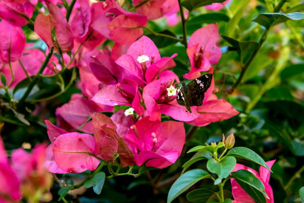 Beautiful flower background