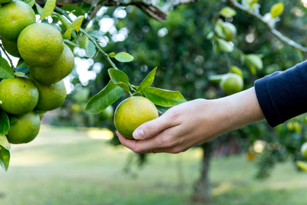 istock Bergamot tree in Brazilian garden 1354104497