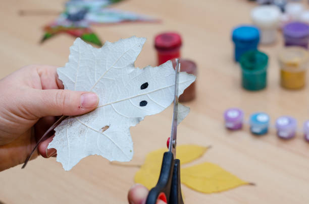 istock A woman is cutting a poplar leaf with scissors. 1354105040