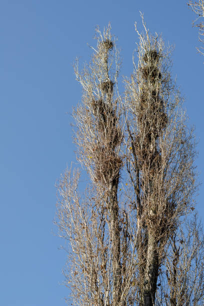 Crows' Nests. The wind sways Tall poplar trees with many birds' Crows' Nests. The wind sways Tall poplar trees with many birds' nests. Spring blue sky. Selective focus. Blurred motion. poplar tree audio stock pictures, royalty-free photos & images