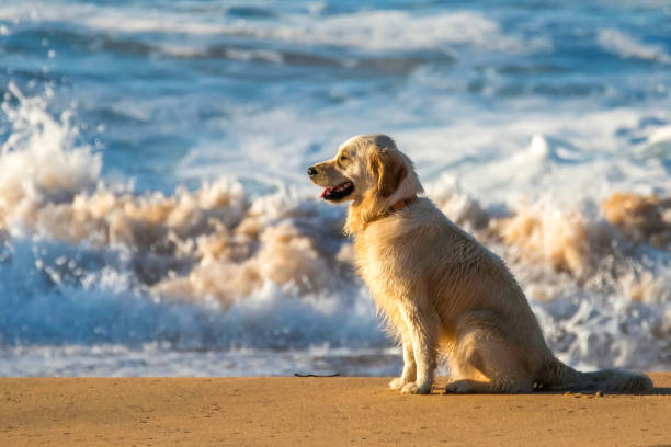 istock Golden Retrievers enjoying a run at the beach 1354107040