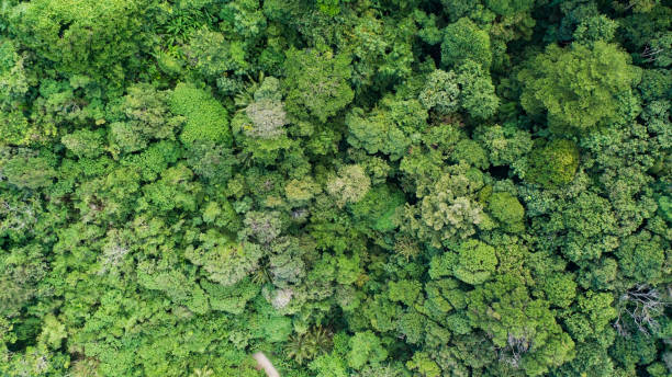 istock Aerial view Drone camera top view abundant rainforest trees ecology with healthy environment concept and summer background 1354110682
