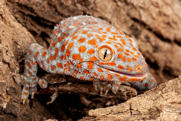 Tokay Gecko. Tokay Gecko (Gecko gecko). tokay gecko stock pictures, royalty-free photos & images