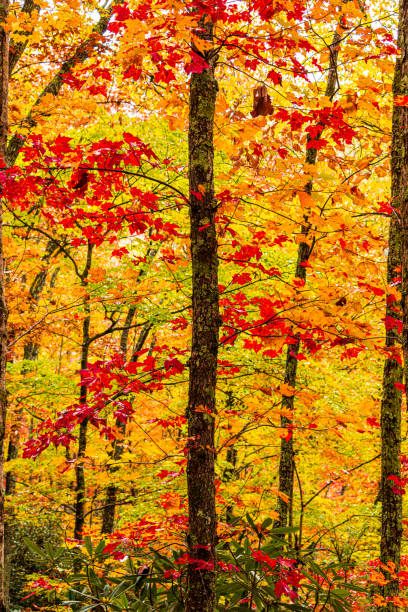istock Fall Colors Along Little River Gorge Road 1354113179